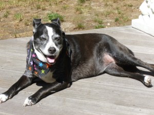 Arizona (appropriately named) hanging out on the deck during the Dog Days of Summer 